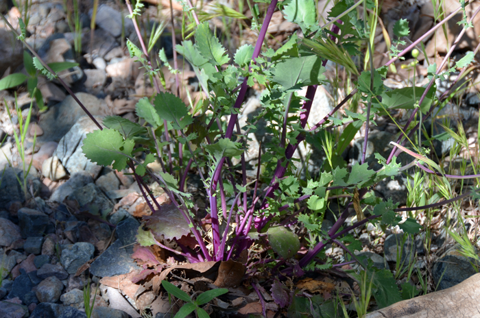 Oak Creek Ragwort has both lower (basal) leaves and primarily and upper leaves. The lower leaves are purple or blue tinged as seen in the photo. Packera quercetorum